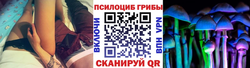 Купить где  Сураж  Галлюциногенные грибы Cubensis 